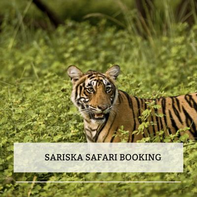 sariska safari online booking official website